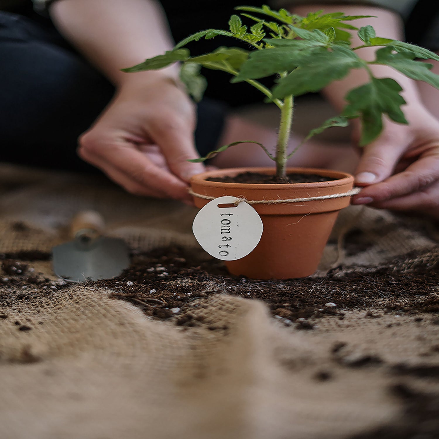 Woman sitting on floor of greenhouse potting plant.