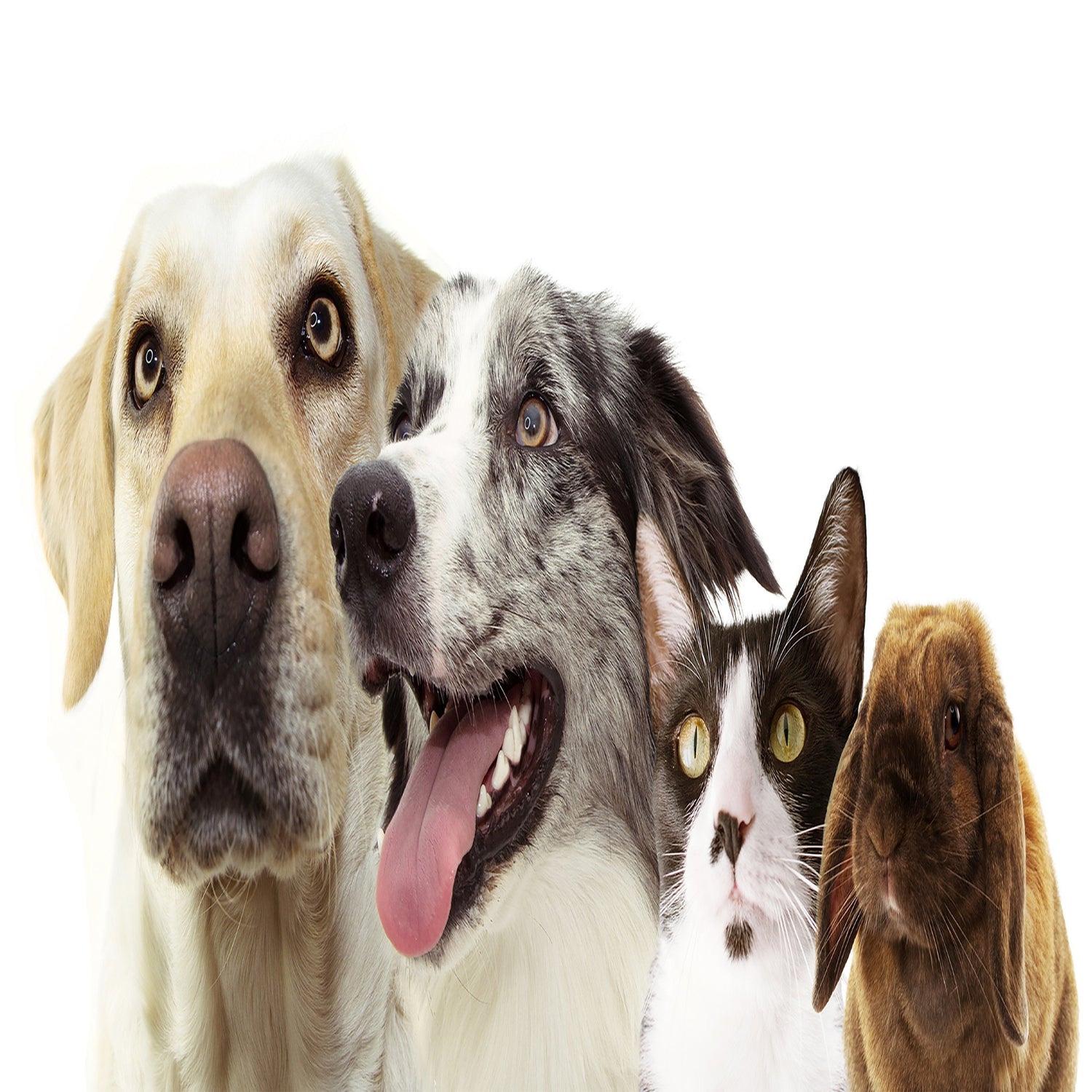2 Dogs, a cat and a rabbit picture