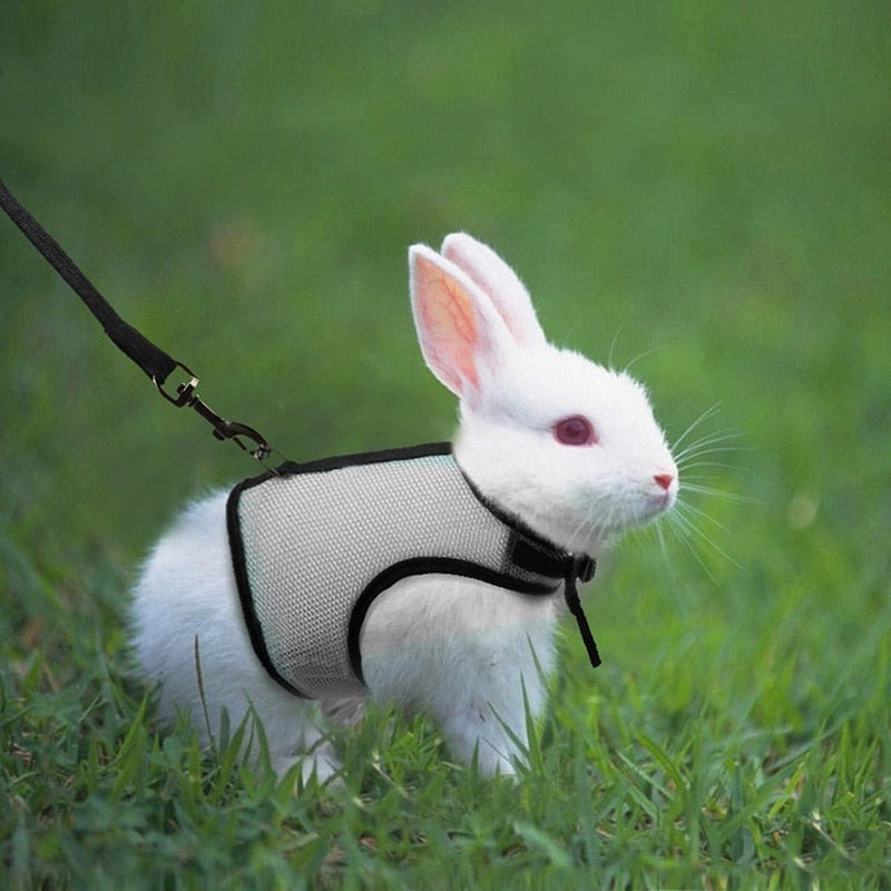 Funki Findz | Pet Harnesses | Small Pet Leash Vests | Rabbit Cat