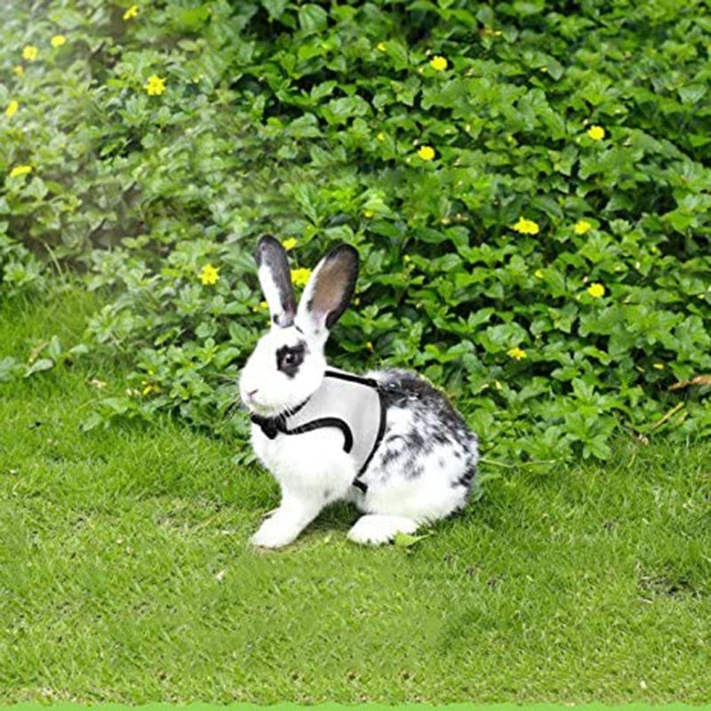 Funki Findz | Pet Harnesses | Small Pet Leash Vests | Rabbit Cat