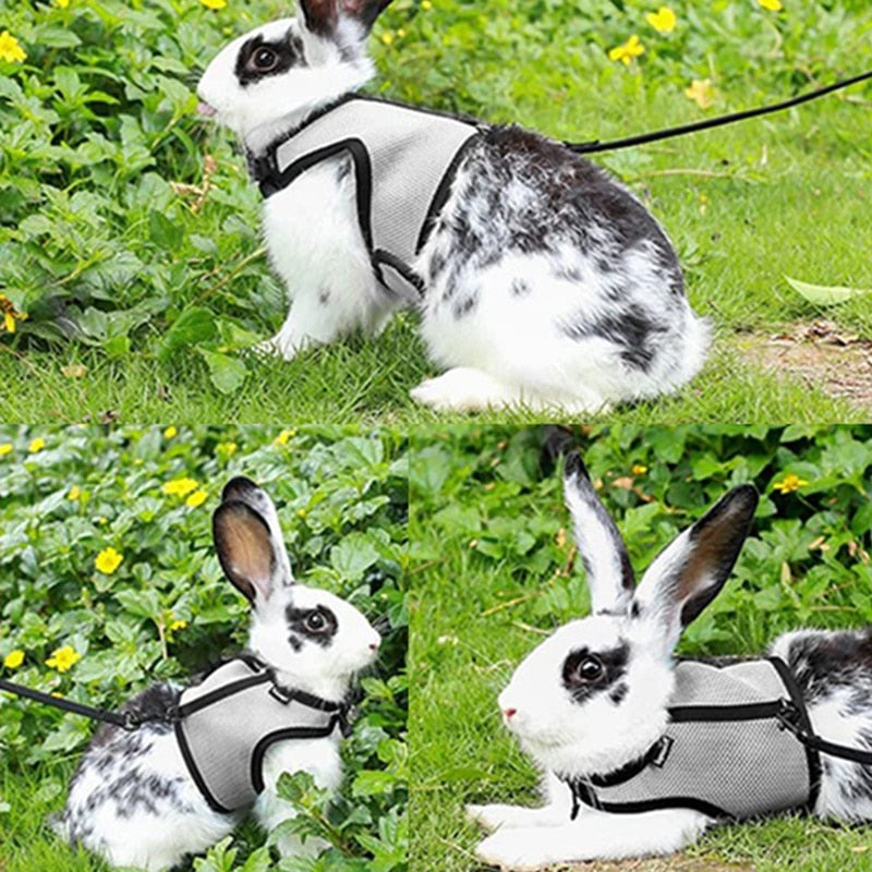 Funki Findz | Pet Harnesses | Small Pet Leash Vests | Rabbit Cat